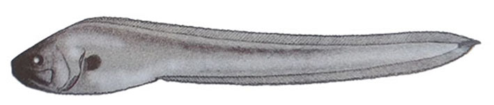 Brotulotaenia crassa_01.jpg